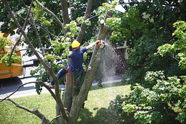 Best Tree Disease Treatment  in Winfield, KS